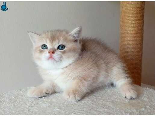 1,5 aylik blue golden erkek 