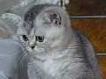 Ev ortamından yeşil gözlü orijinal Silver British Shorthair