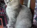 Ev ortamından yeşil gözlü orijinal Silver British Shorthair