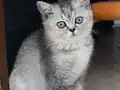 Ev ortamından yeşil gözlü orijinal Silver British Shorthair