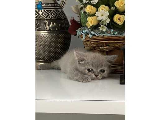 Yuvam olur musun