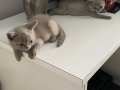 Nadir renk lilac tüy yavrular