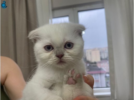 Beyaz Mutluluk Kaynağı