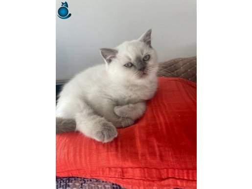 Beyaz Asalet: Mavi Bakışlı British Shorthair Yavruları