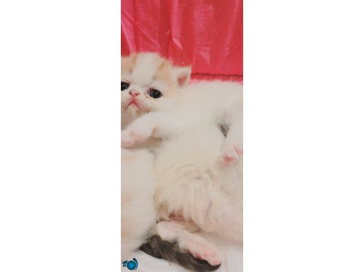 Snoopy egzotic shorthair bebekler