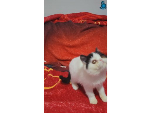 Show kalite calico iki disi