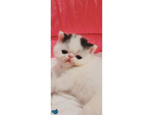 Snoppy bebekler