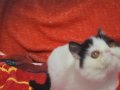 Show kalite calico iki disi