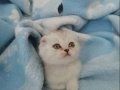 Evimde Kendi Yavrularım Anne ve Baba Yanında