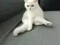 Anne ve baba yanında evde insancıl ve oyuncu