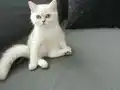 Anne ve baba yanında evde insancıl ve oyuncu