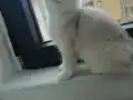 Anne ve baba yanında evde insancıl ve oyuncu