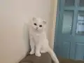 Kar Beyazı 5 Aylık