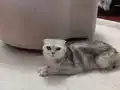 Çok uyguna ilk gelen alir