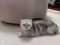 Çok uyguna ilk gelen alir