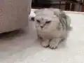 Çok uyguna ilk gelen alir