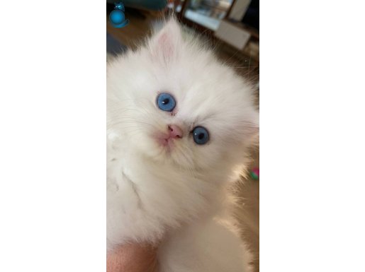 Şampiyon babadan muhteşem anneden ny1233 küçük pamuklar