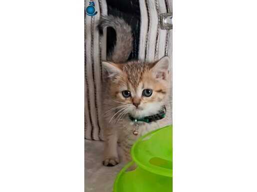 Sarı ve beyaz bebeklerim