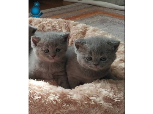 Minnak bebeklerim