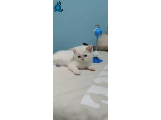 SEVİMLİ BÜCÜRLER