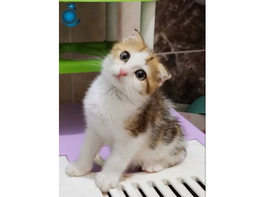 CADALOZ BEBİŞLER