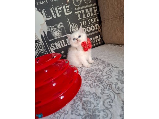 Rengarenk bebişler