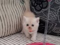 Minik şirinler