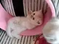 Minik şirinler