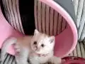 Minik şirinler