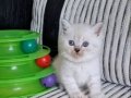 Minik şirinler