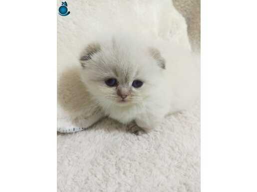 Tr de tek Show kalite munckin cüce kedi yavrumuz 