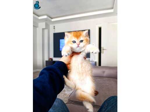Show kalite orange british shorthair 