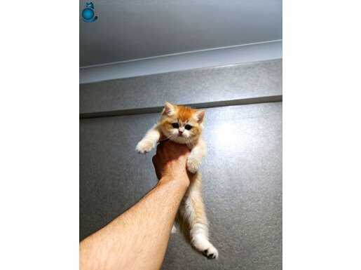 Show kalite orange british shorthair 