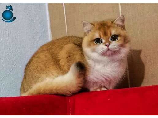 Show kalite orange kaliliitee