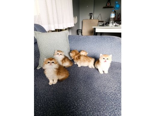 Show kalite orange british shorthair ve longhair bebeklerimi