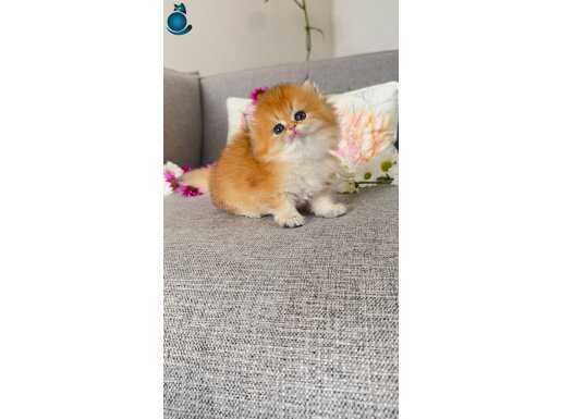 İyisini isteyene orange british longhair 