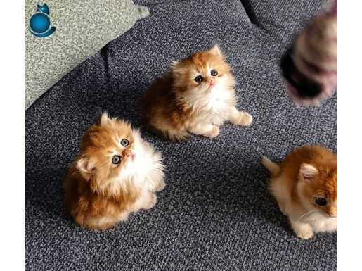 Show kalite orange british longhair ve shorthair bebeklerimi