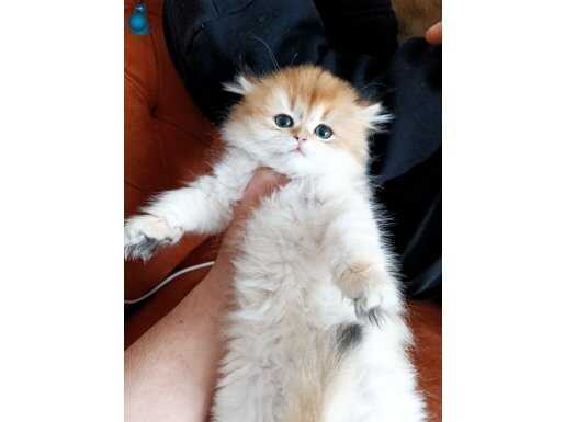 Orange british longhair 