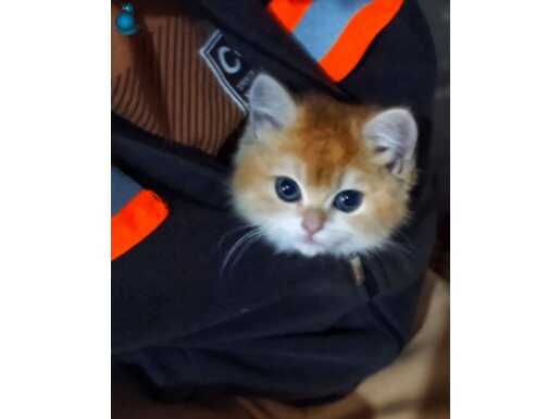 A kalite orange british shorthair 