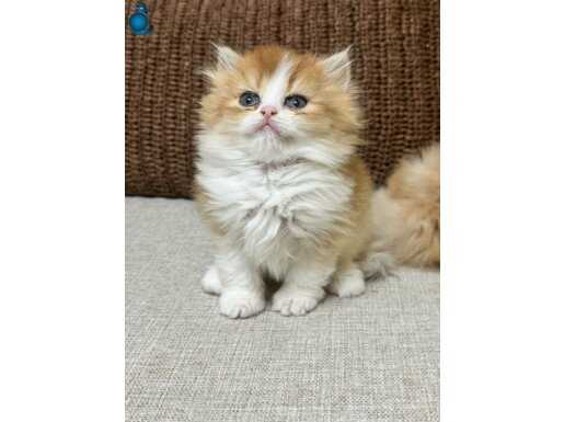 British longhair ny1203