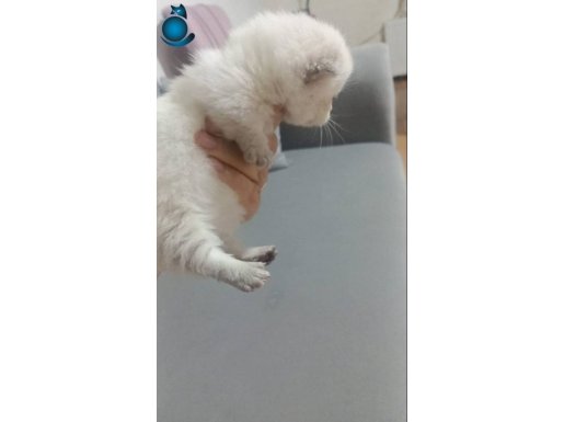Show kalite munckin Cüce kedi yavrumuz 