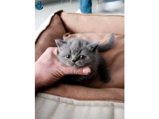 Munckin cüce kedi son kalan bebek