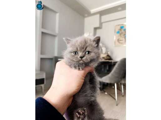 A kalite Munckin Cüce kedi 