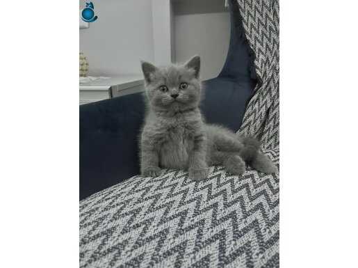Teslime hazır blue yavrumuz 