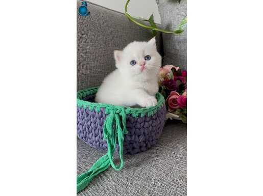 A kalite safkan british shorthair 