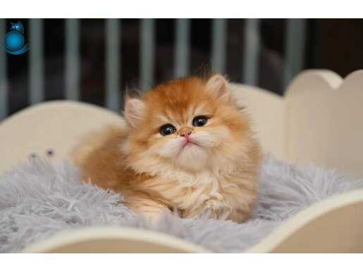 Show kalite orange british longhair 