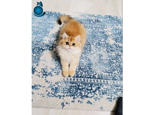 Orange baby show quality
