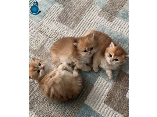 British longhair güzel tipte bebeklerimiz 