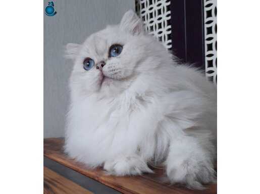 A kalite silver point aktif oğlumuz