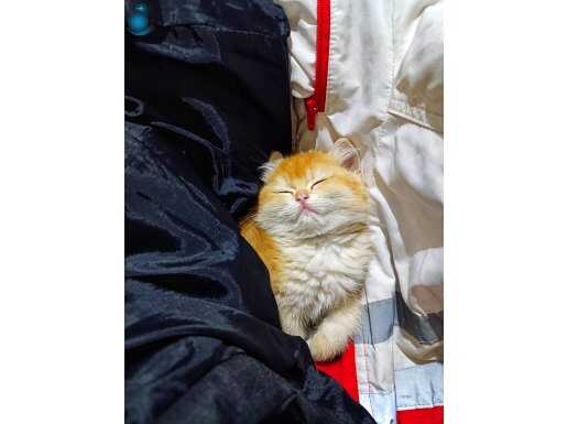 Çok özel orange british shorthair 